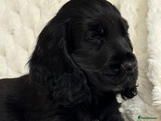 Cocker Spaniel dogs 🌟Show Cocker spaniel puppies🌟 - Advert 3