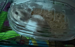 Hamster rodents for sale: Syrian hamster with full set up - Image 3