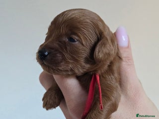 Cavapoo dogs - Advert 14