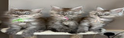 Maine Coon cats for sale: LAST Female Black Smoke Maine Coon kittens - Advert 1