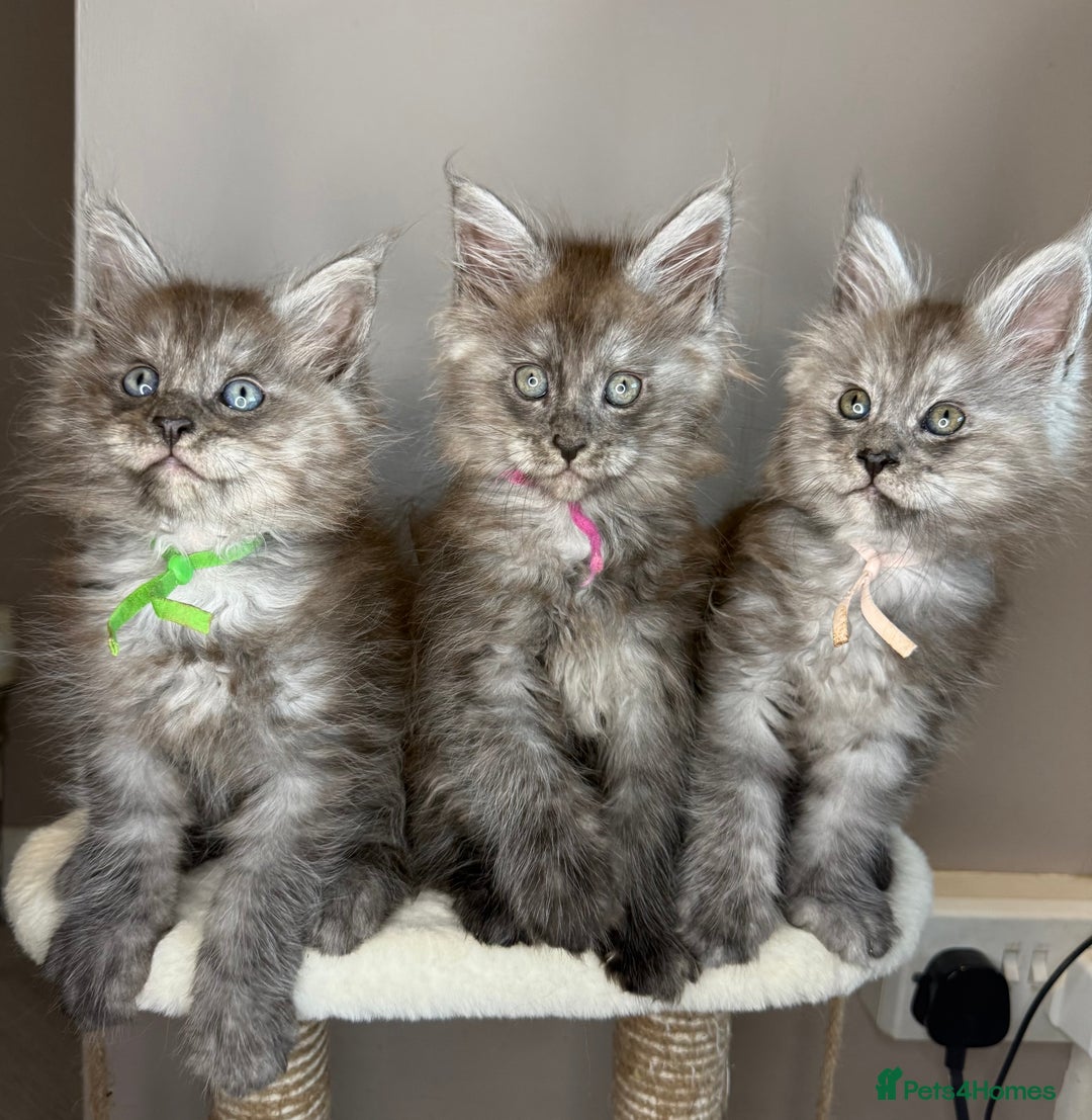 Maine Coon cats for sale: LAST Female Black Smoke Maine Coon kittens - Advert 1