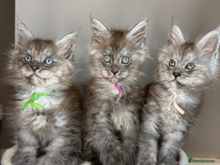 Maine Coon cats LAST Female Black Smoke Maine Coon kittens - Advert 5