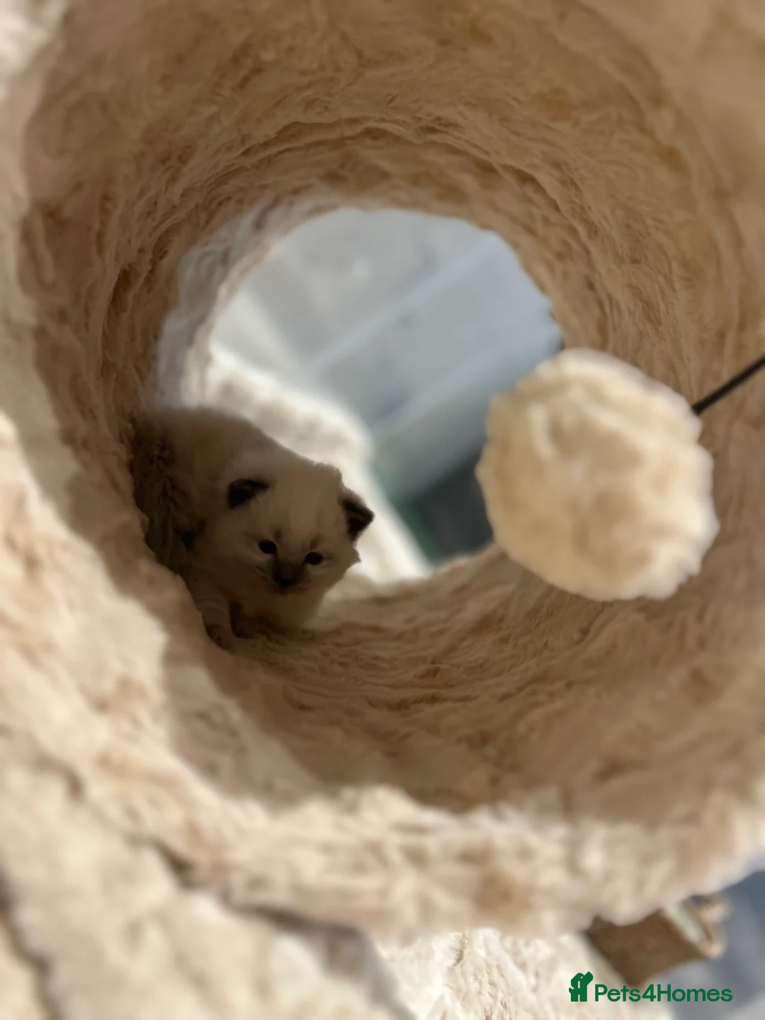 Ragdoll cats for sale: Ragdoll kittens for sale  - Advert 15