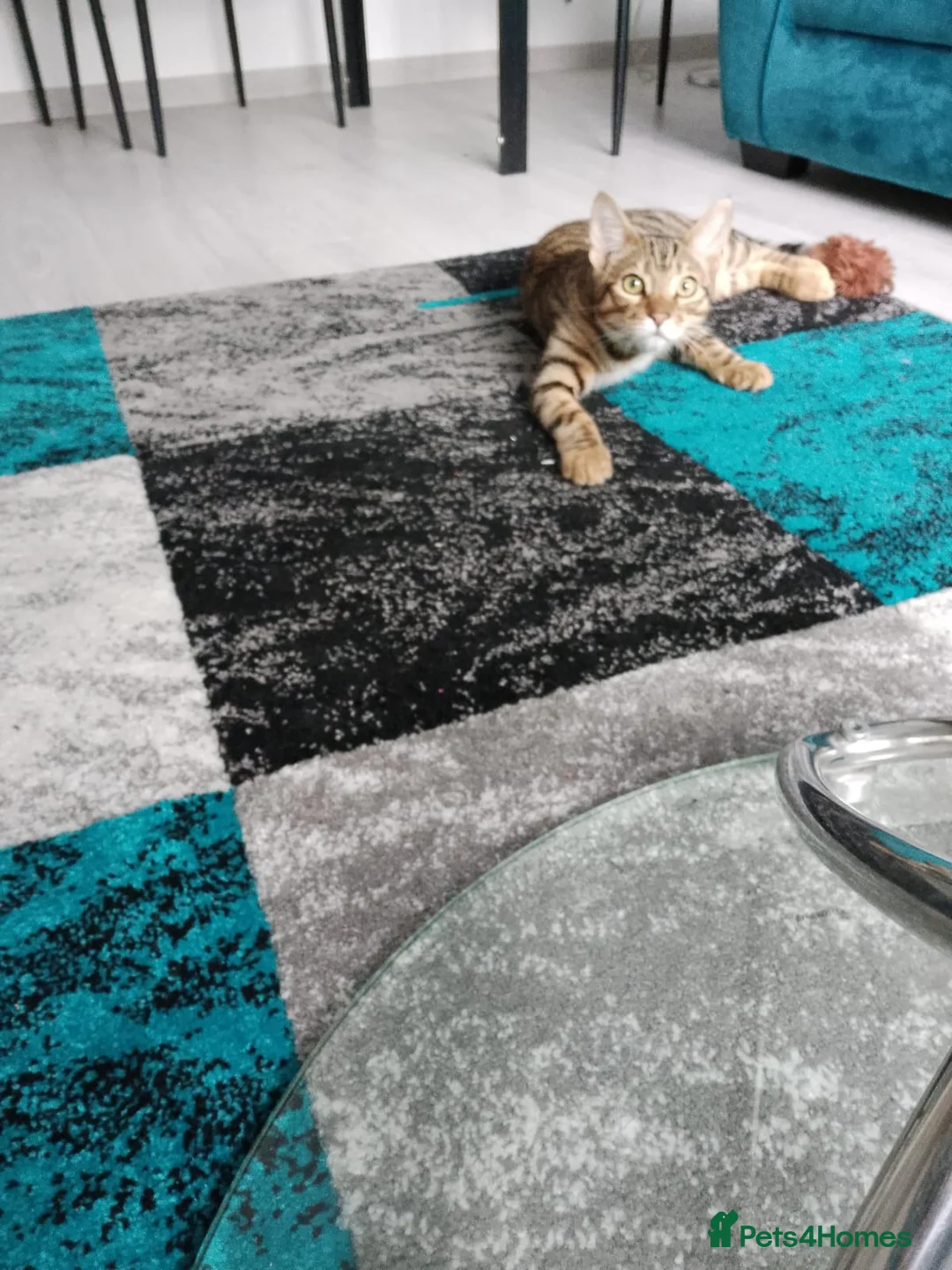 Gallery Image {{count}}