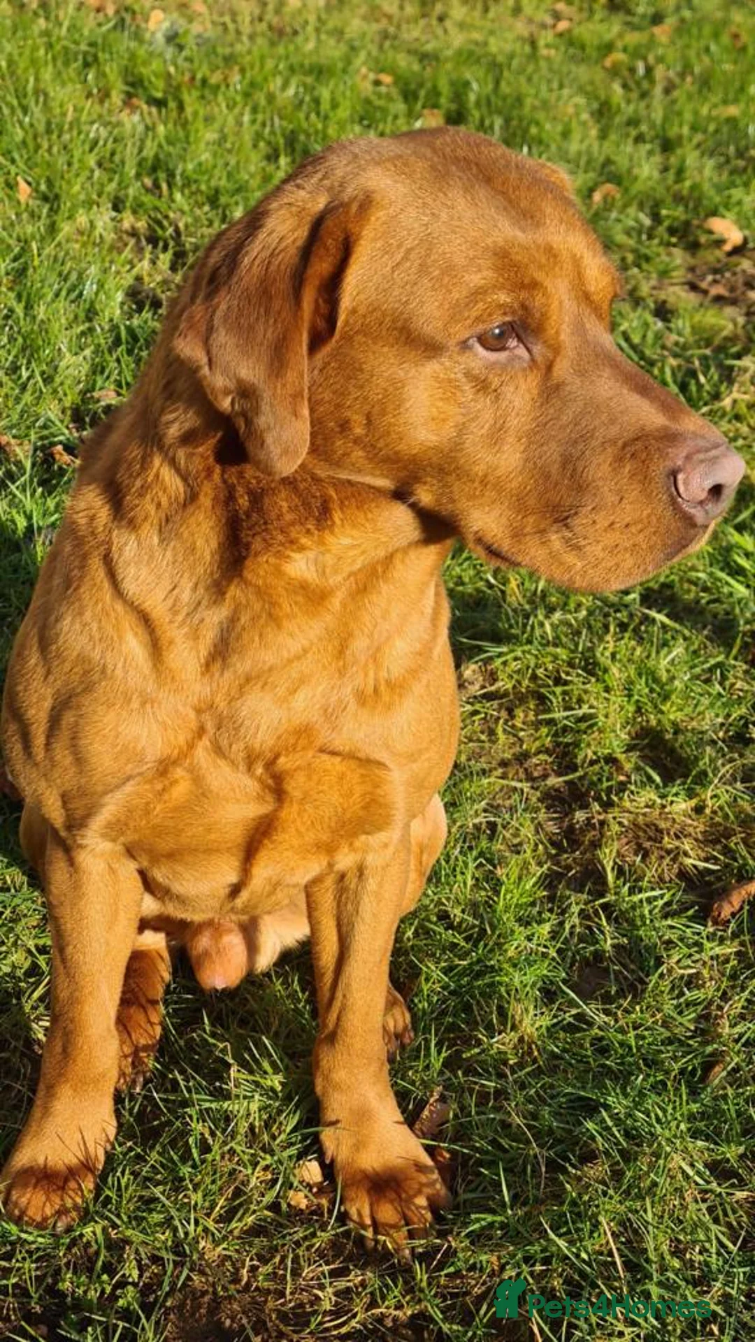 Labrador Retriever dogs for stud: Our Handsome FULLY HEALTH Tested Fox Red Stud Dog in Bristol - Advert 5