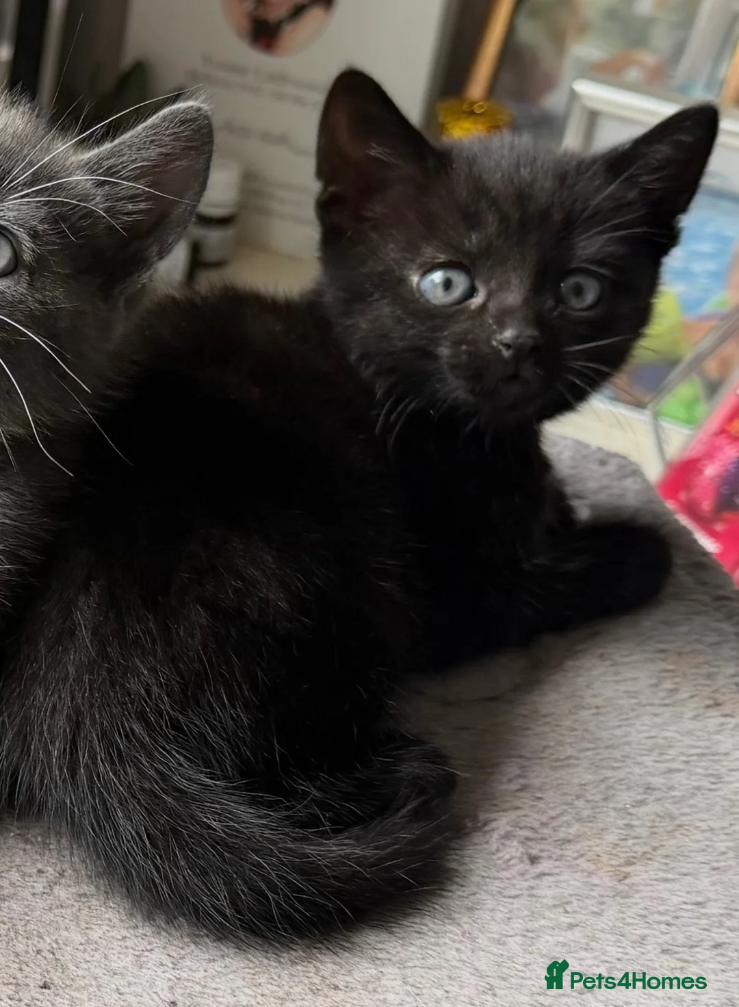 Mixed Breed cats for adoption: Kittens  in Tamworth - Advert 3