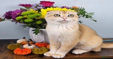 Scottish Fold cats - Advert 3
