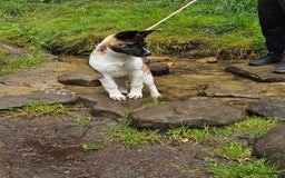 Akita dogs for sale: Athena - Image 5