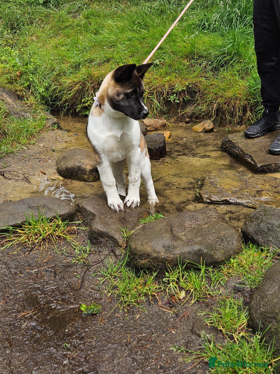 Akita dogs for sale: Athena - Image 5