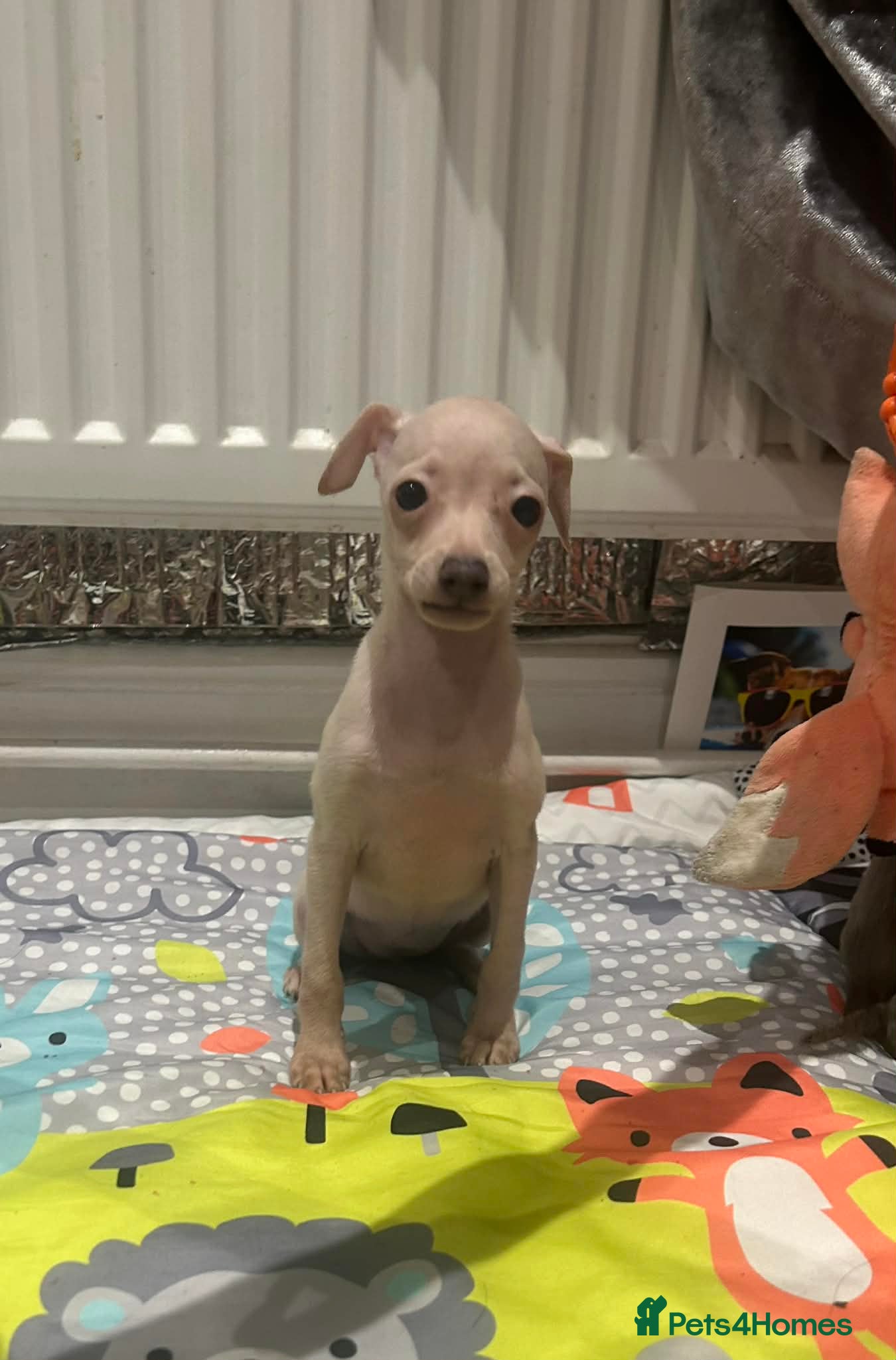 Italian Greyhound dogs KC reg quality Cream girl & blue boy & girl - Advert 8