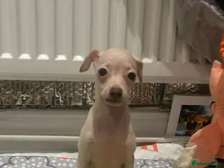 Italian Greyhound dogs KC reg quality Cream girl & blue boy & girl - Advert 3