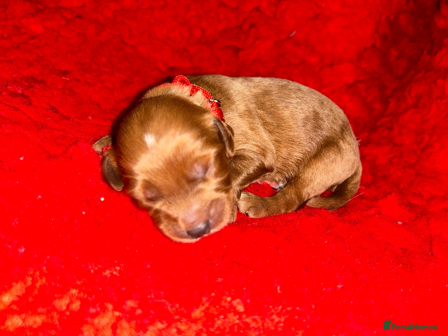 Cavapoo dogs Cavapoo puppies  - Advert 1