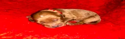 Cavapoo dogs for sale: Cavapoo puppies  - Advert 6