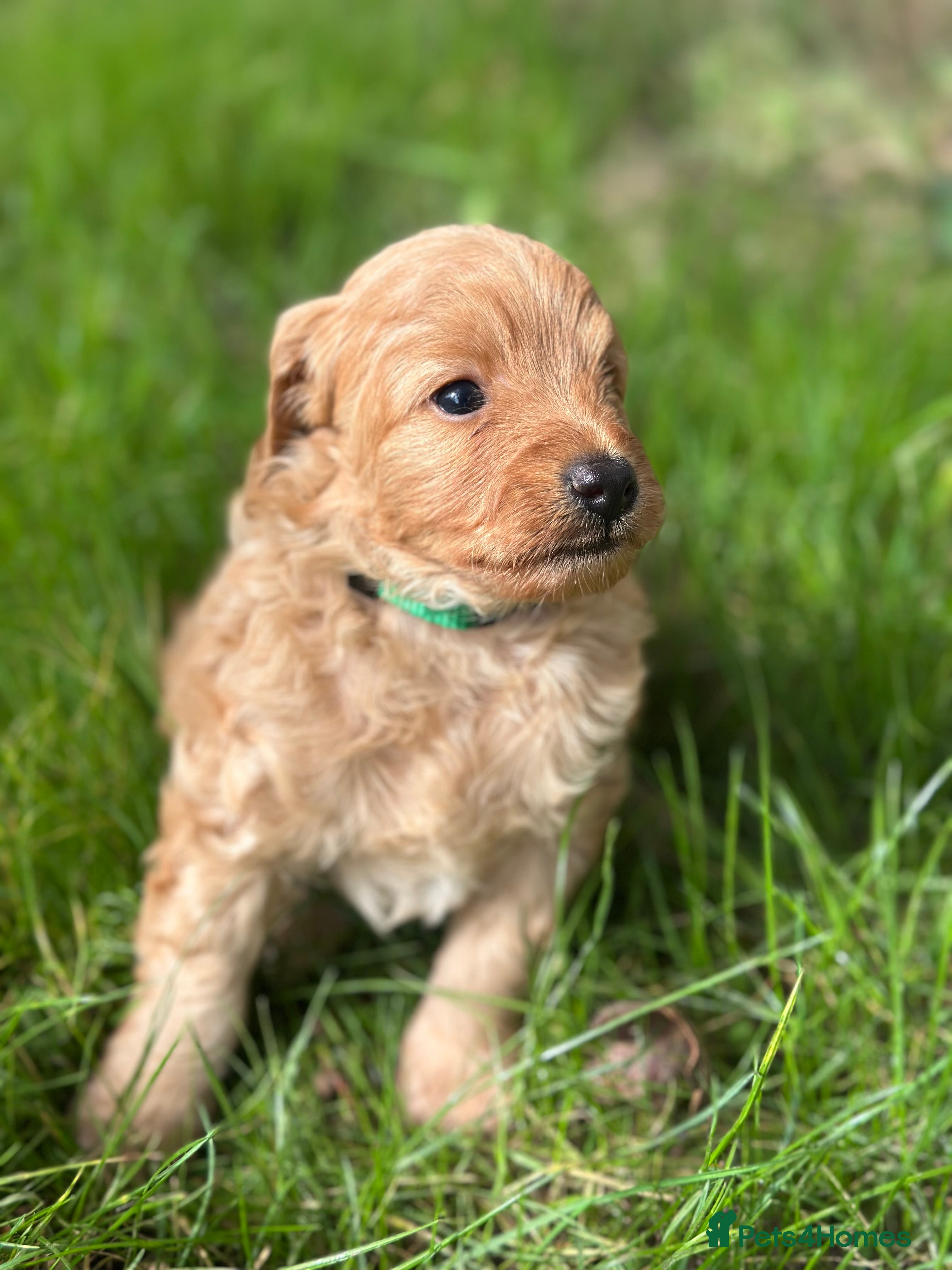 Mixed Breed dogs Miniature labradoodle/cockapoo - Advert 2