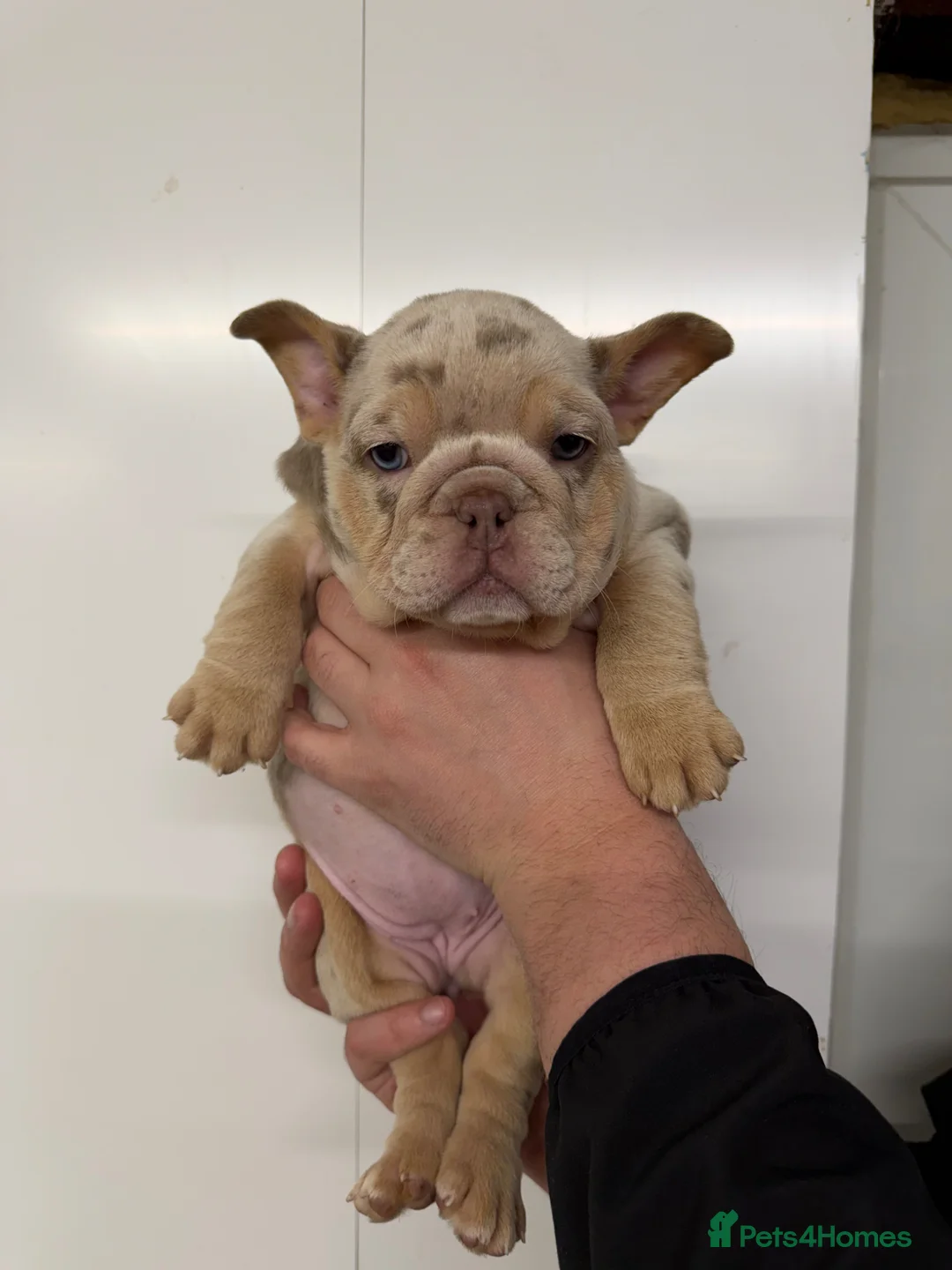 French Bulldog dogs for sale: French bulldog x English bulldog puppies  - Advert 13