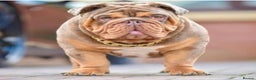 English Bulldog dogs for stud: Proven English bulldog Stud - Don Truffle - Advert 5