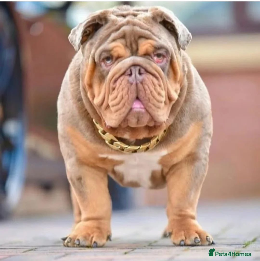 English Bulldog dogs for stud: Proven English bulldog Stud - Don Truffle - Advert 5