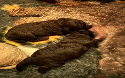 Miniature Poodle dogs for sale: Stunning Poodle Babies - Image 6