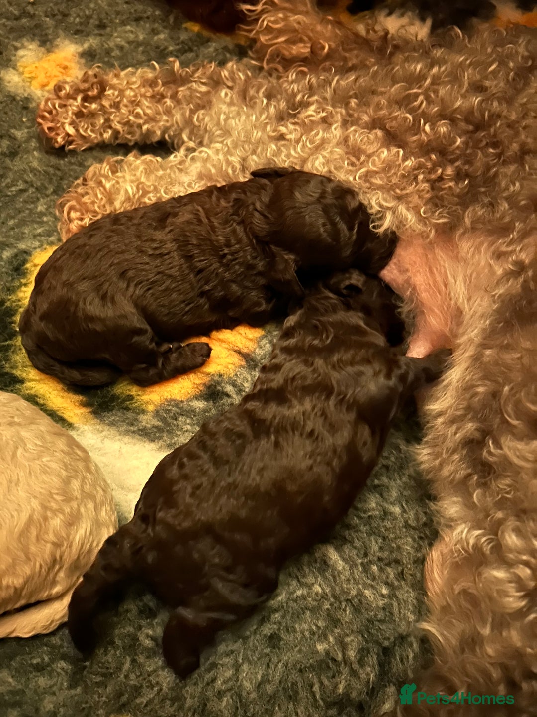 Miniature Poodle dogs for sale: Stunning Poodle Babies - Image 6