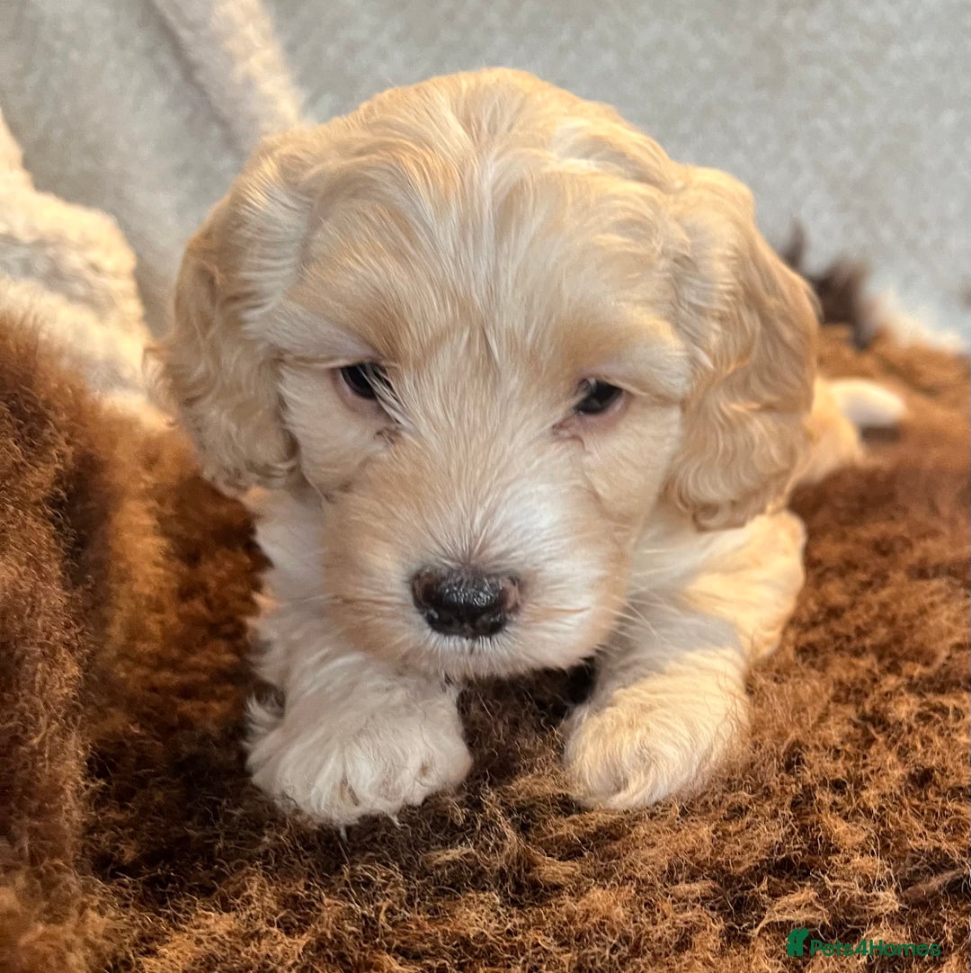 Cockapoo dogs for sale: Stunning F1 Cockapoos  - Advert 22