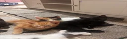 Mixed Breed cats for sale: 4 beautiful family kittens ready to leave now  - Advert 16