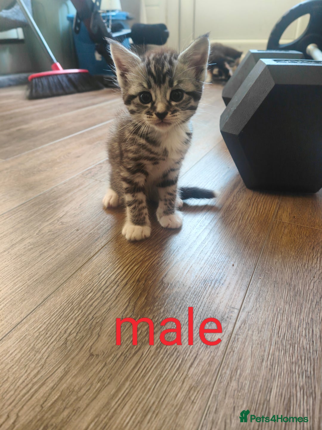 Mixed Breed cats for sale: MaineCoon Mixed Kittens For Sale  - Image 4