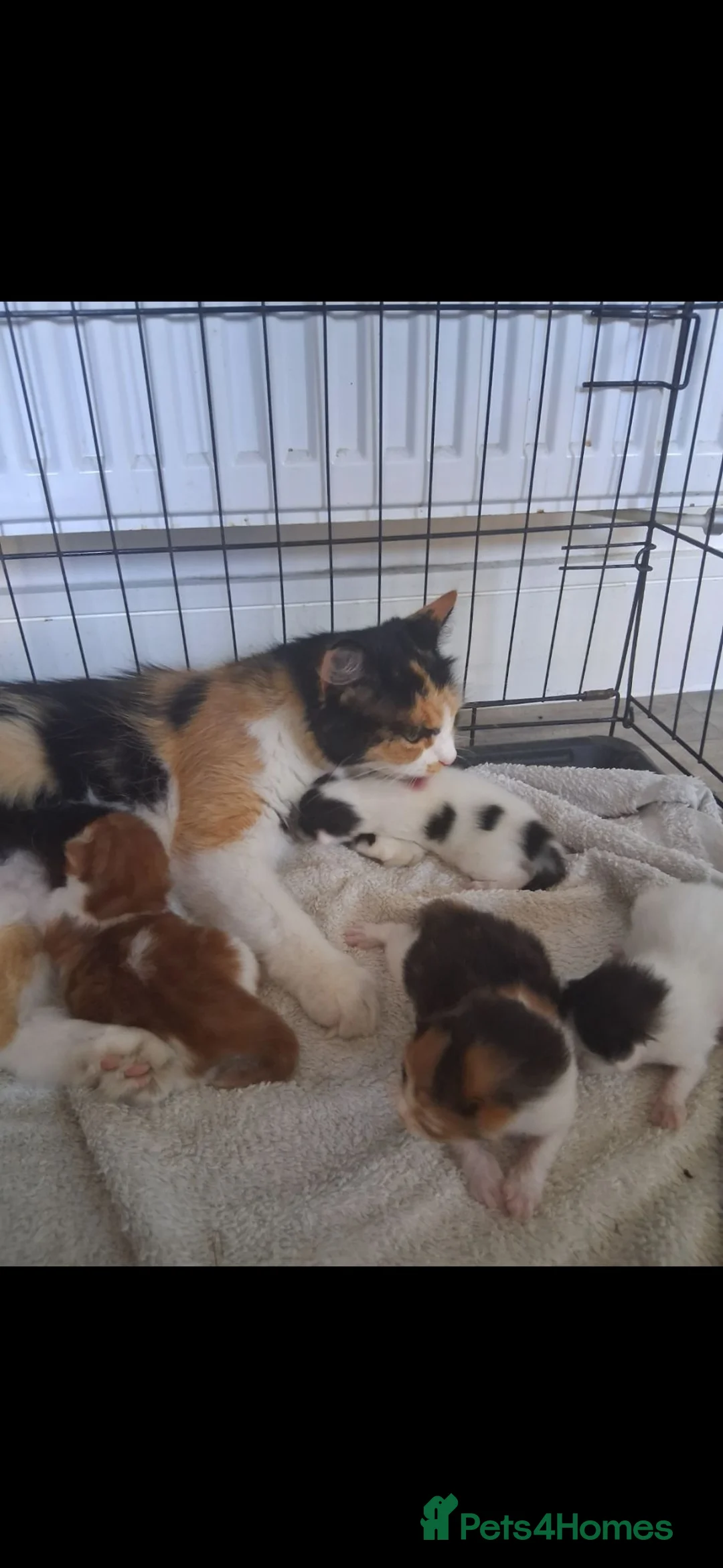 Turkish Van cats for sale: Twin baby boys looking for forever homes - Advert 2