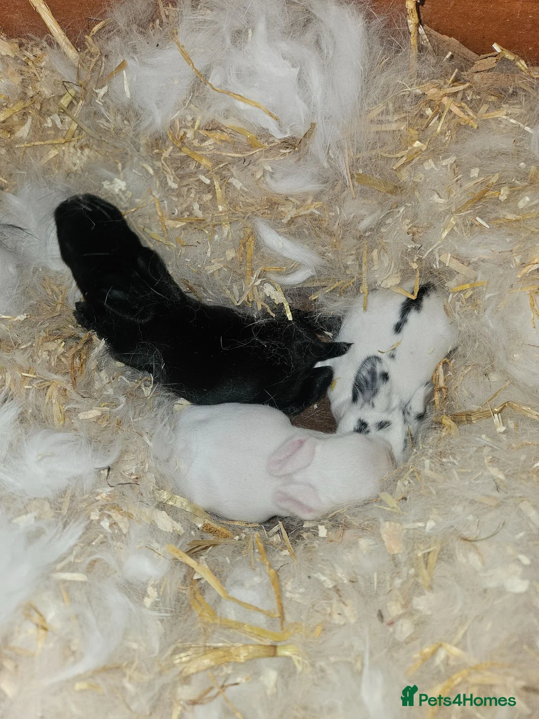 Mixed Breed rabbits for sale: Mini Lop Rabbits for Sale in Wrexham - Advert 2