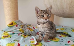 Bengal cats for sale: Bengal Torbie mix kittens, 1 female, 2 male - Image 10