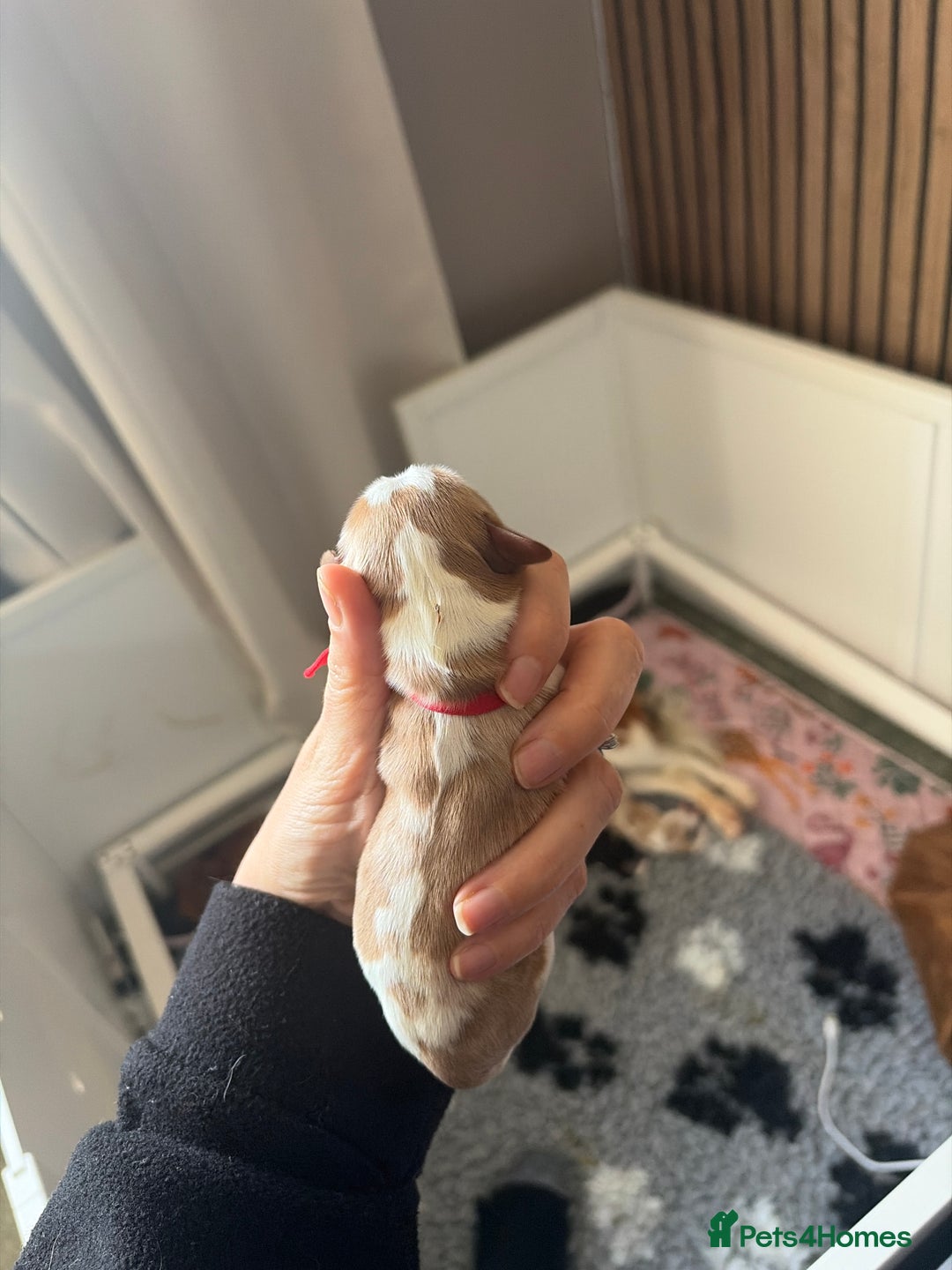 Cavalier King Charles Spaniel dogs for sale: Beautiful KC Registered Cavalier King Charles Pups - Advert 19