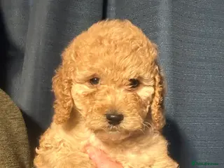 Cockapoo dogs Show Type Cockapoo Puppies - DNA tested parents - Advert 13
