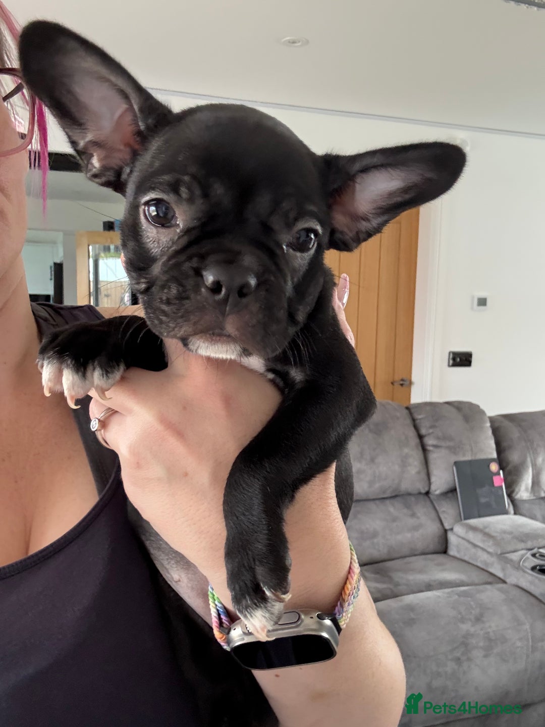 Mixed Breed dogs for sale: Frenchtons - Boston Terrier x Frenchie - Image 32