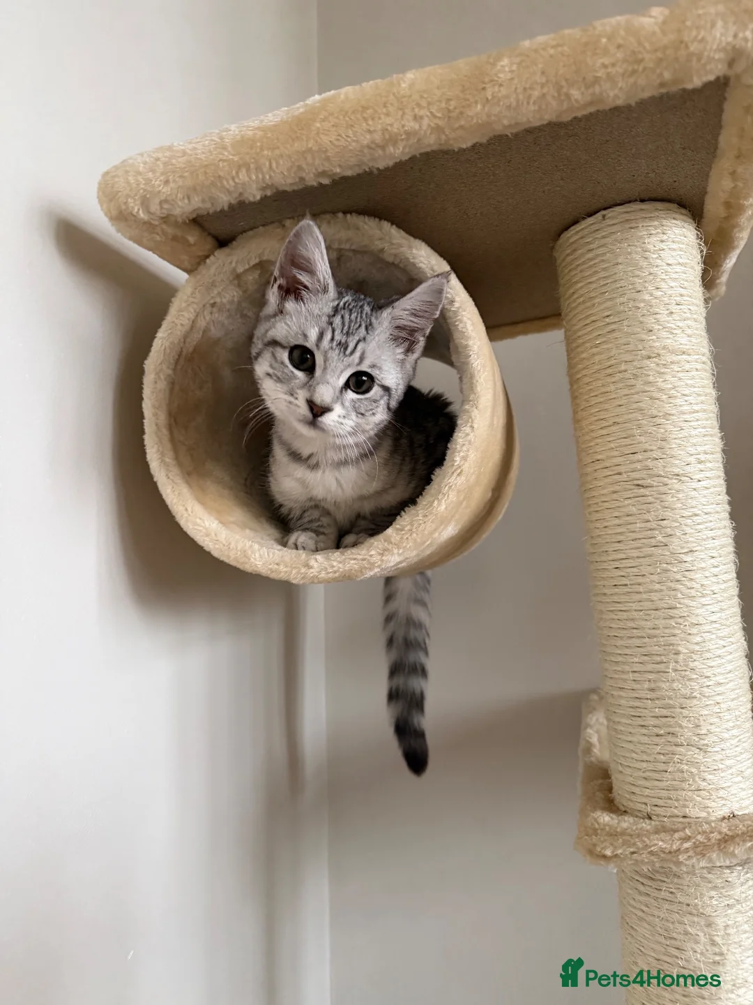 Maine Coon cats for stud: Pablo – Beautiful 1-Year-Old Maine Coon🩶 in Leicester - Advert 1