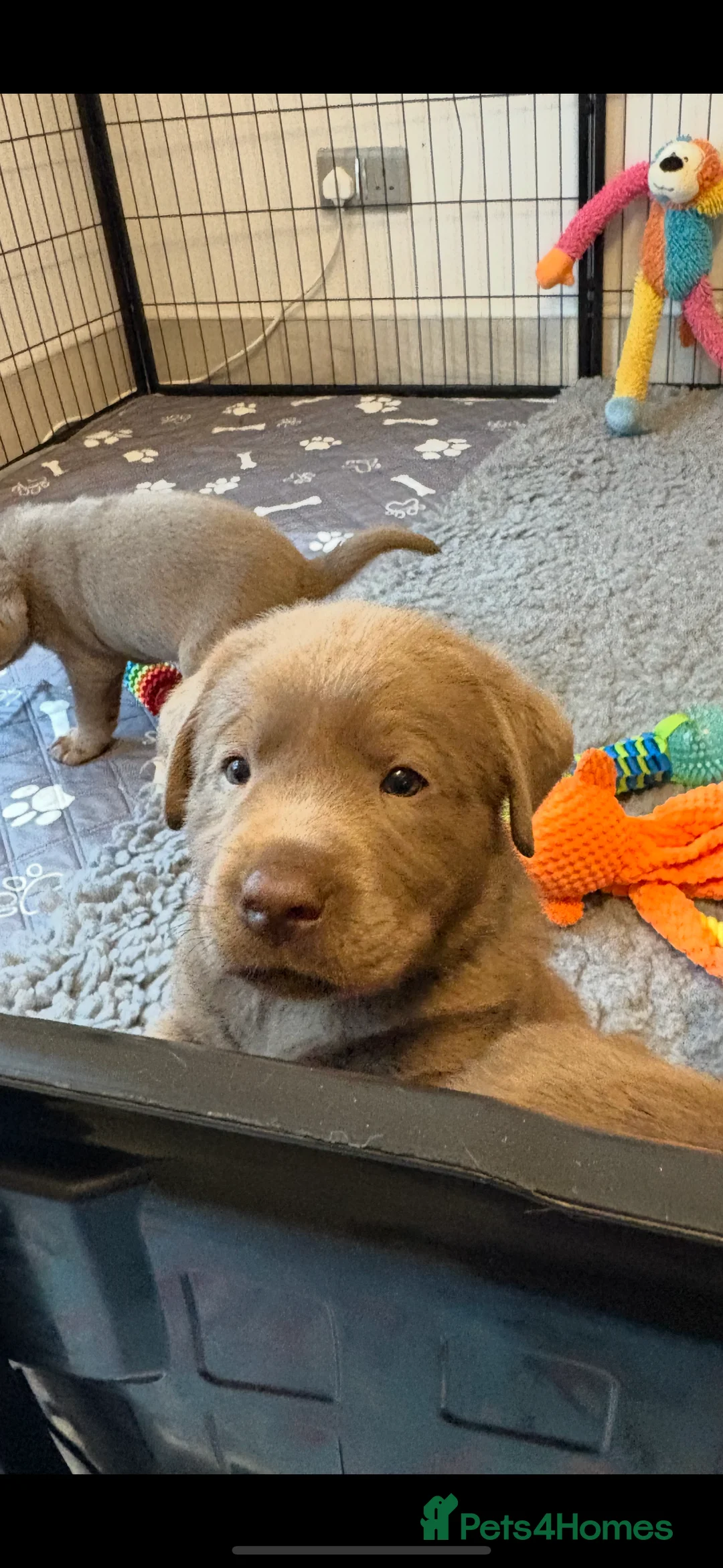 Labrador Retriever dogs for sale: KC silver Labrador (last girl remaining) orange  - Advert 9