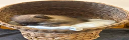 Pomeranian dogs for sale: 2 Show quality Kc reg Pomeranians girls - Advert 37