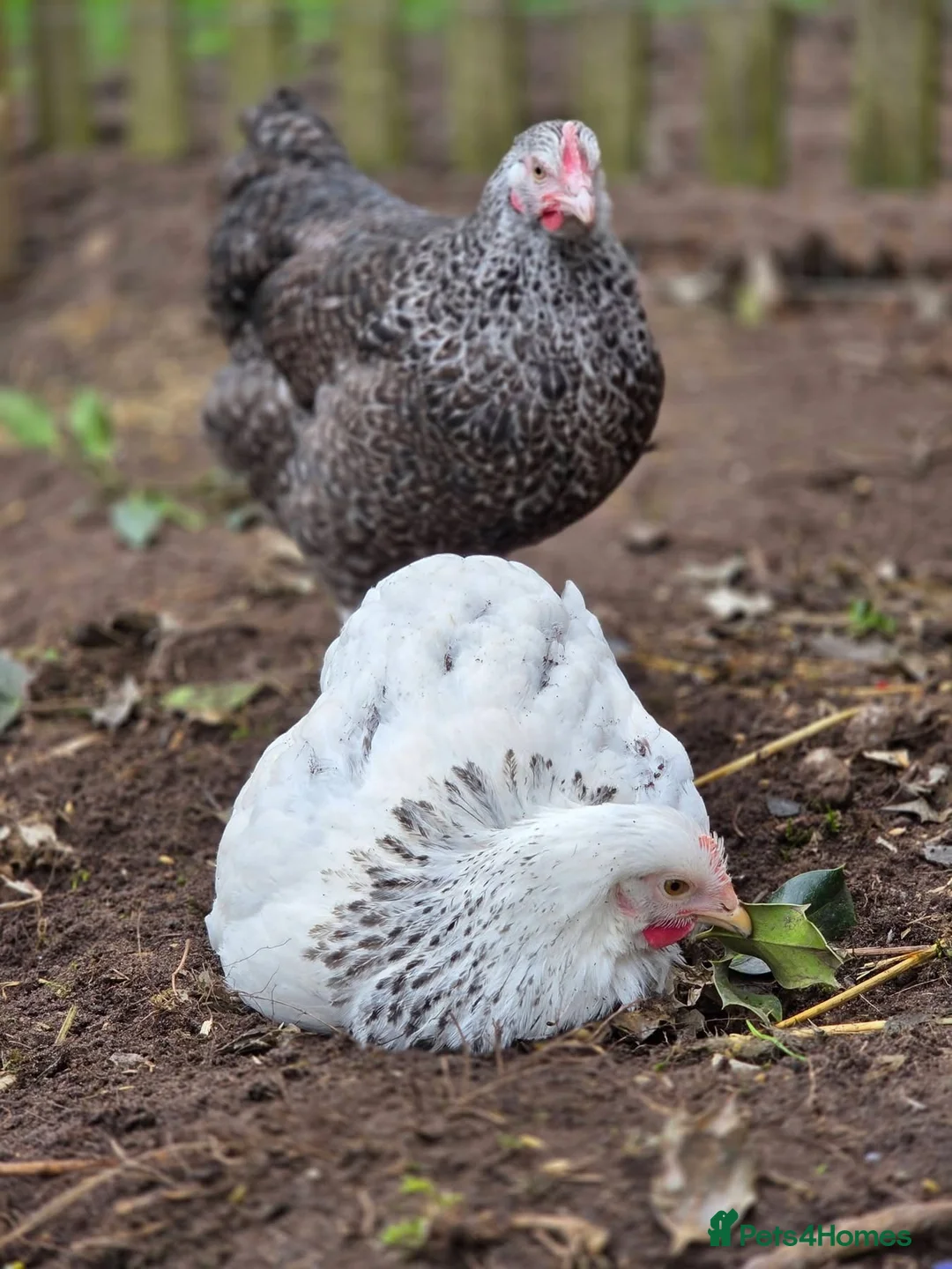 Chickens poultry for sale: Various Point of Lay Female Chickens - Advert 1