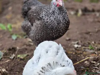 Chickens poultry Various Point of Lay Female Chickens - Advert 23