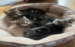 Mixed Breed cats for sale: Adorable Kittens Looking for Their Forever Homes - Advert 4