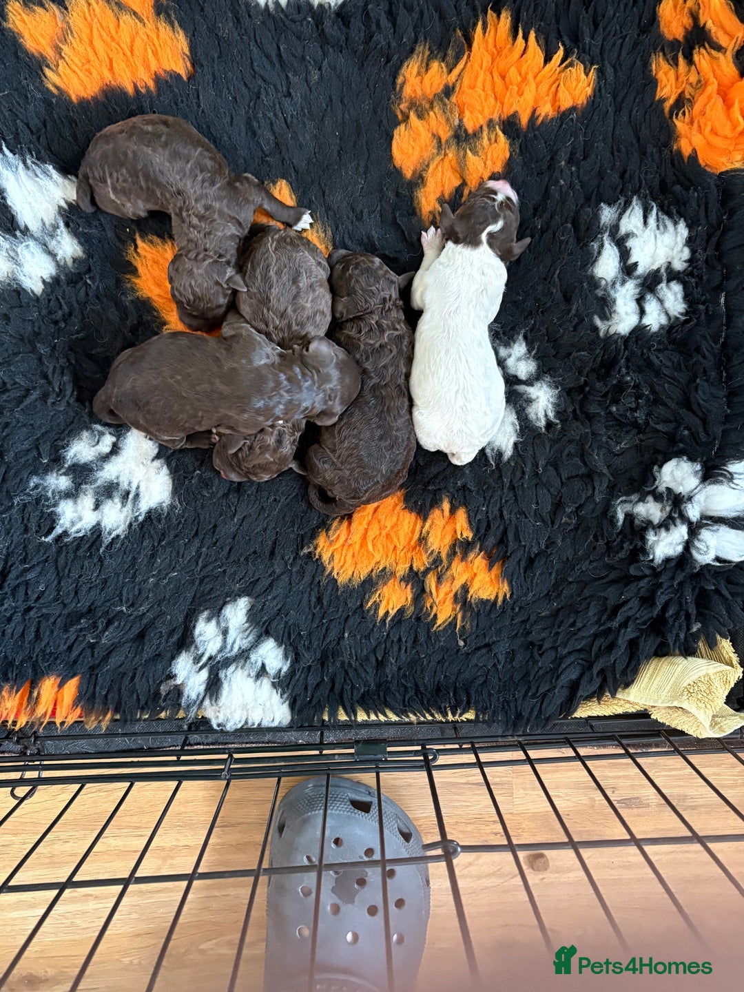 Lagotto Romagnolo dogs for sale: Stunning lagottos puppies  - Image 6
