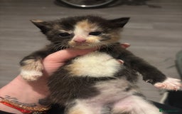 Turkish Angora cats for sale: Friendly, Cute & Cuddly Kittens – Ready 10/12  - Advert 11