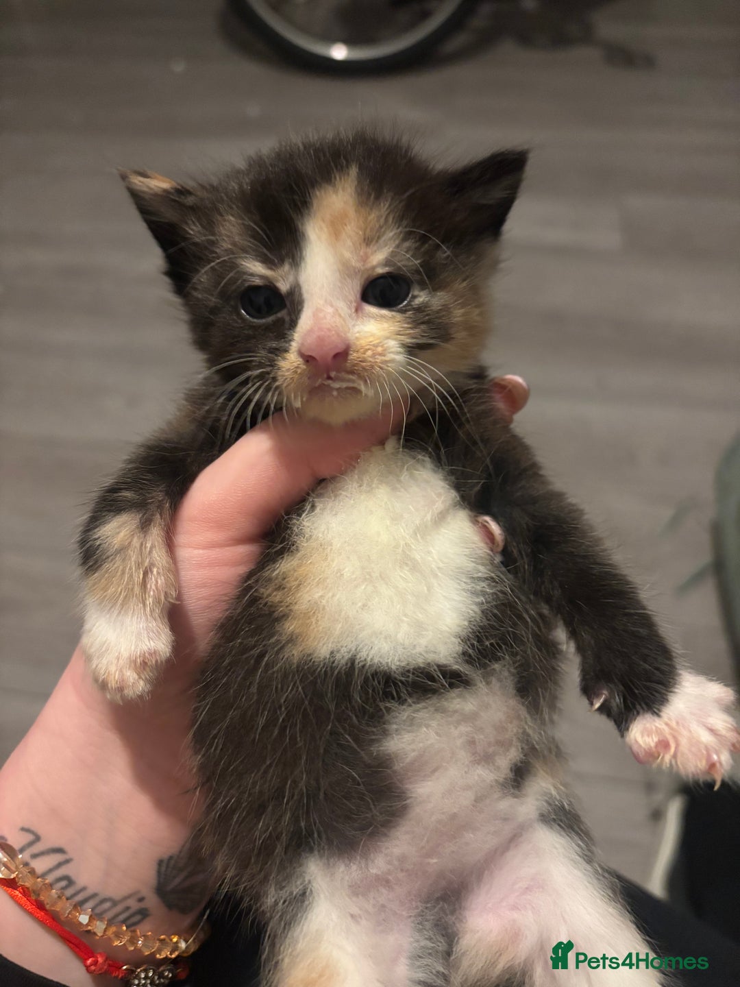 Turkish Angora cats for sale: Friendly, Cute & Cuddly Kittens – Ready 10/12  - Advert 11