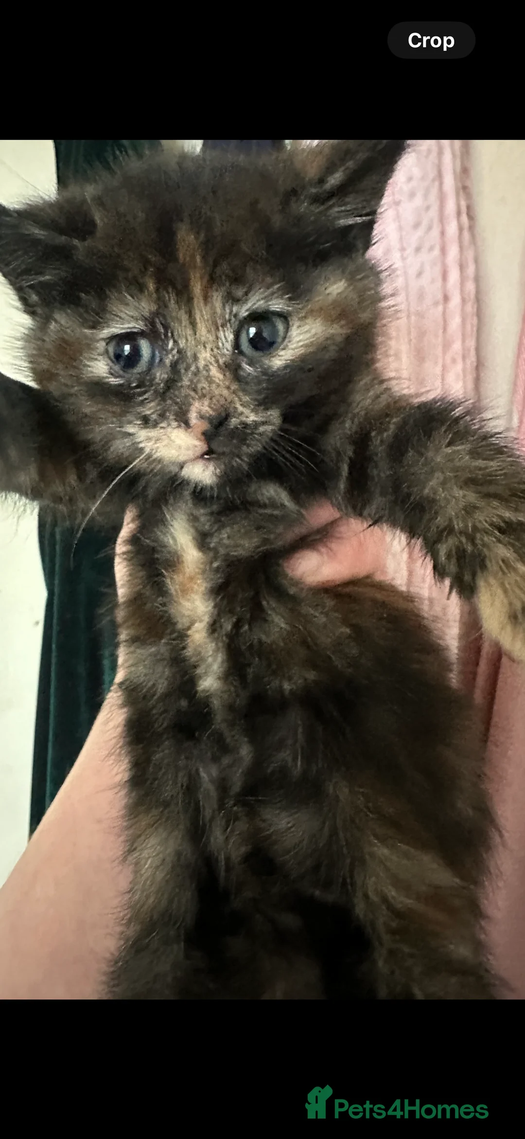 Mixed Breed cats for sale: X 3 Mixed tabby kittens - Advert 4