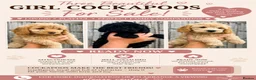 Cockapoo dogs for sale: Beautiful cockapoos ready now - Advert 1
