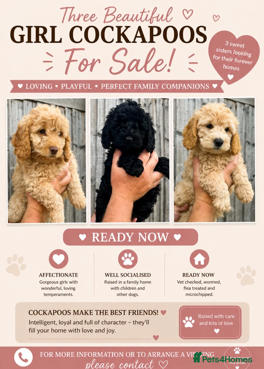 Cockapoo dogs for sale: Beautiful cockapoos ready now - Advert 1