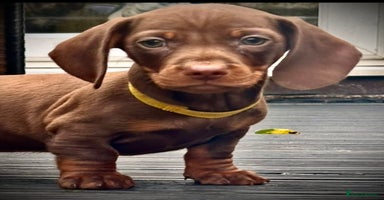 Miniature Dachshund dogs - Advert 13