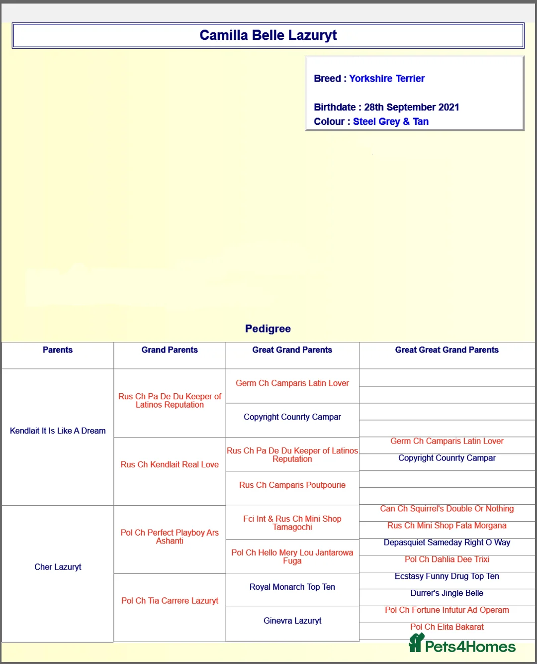 Yorkshire Terrier dogs for sale: KC reg, 17 Champions Bloodline - Advert 5