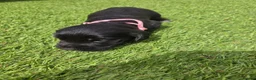 Cocker Spaniel dogs for sale: Stunning littler of working cocker spaniel puppies in Nottingham - Advert 4