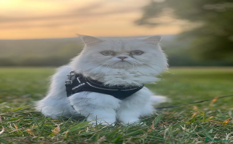Persian cats - Advert 1