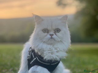 Persian cats Persian chinchilla - Advert 16