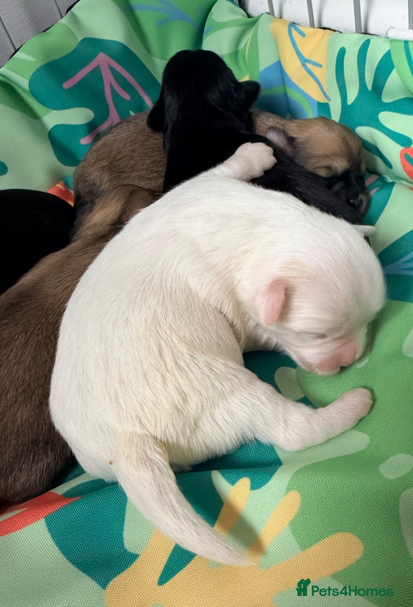 Mixed Breed dogs Malchi puppies - Advert 2